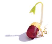 Egészségvédő csírák Egészségvédő csírák